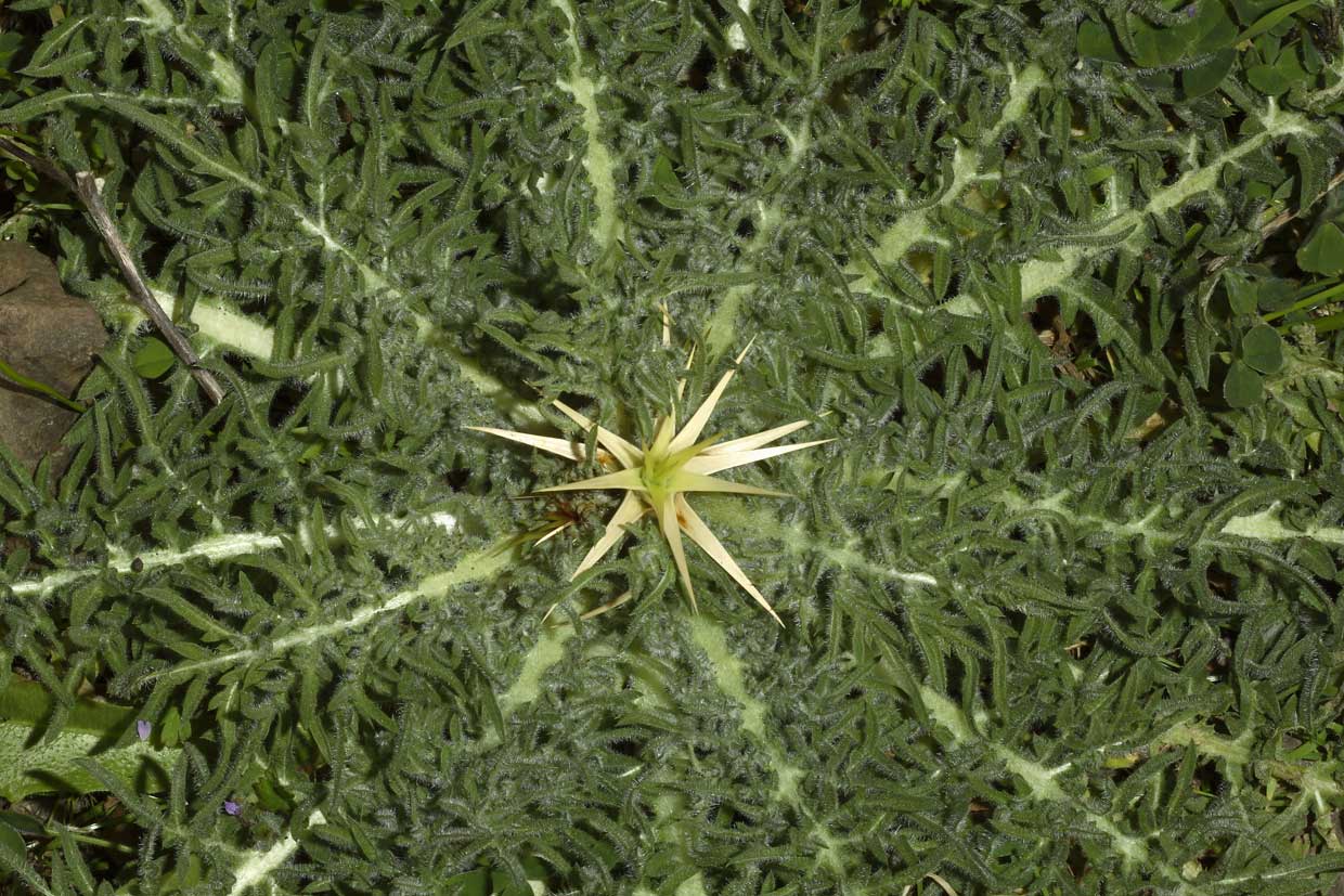 Centaurea calcitrapa/Fiordaliso stellato